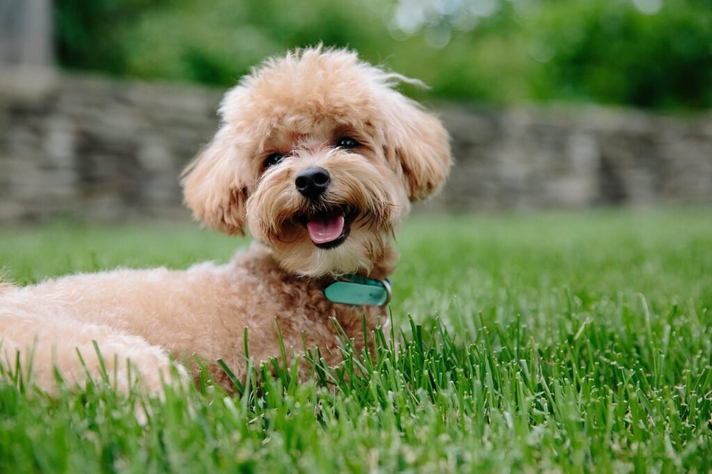 puppy, dog, pet, animal, doggy, poodle, pup, brown, canine, green animals, nature, green pets