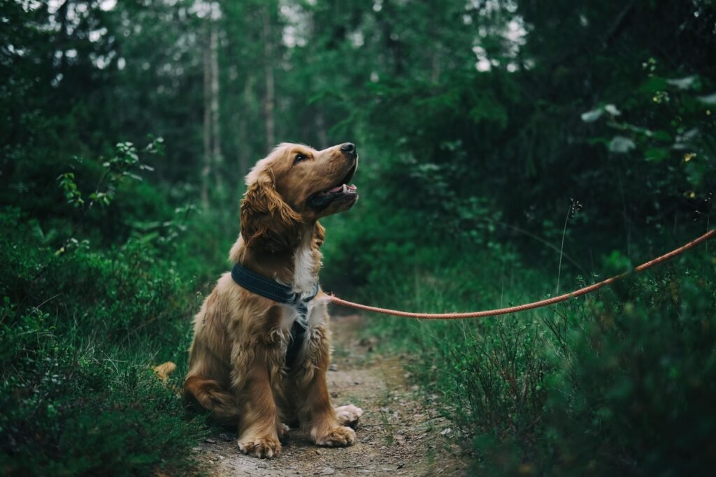 Adorable cocker spaniel puppy enjoying a walk in a lush Swedish forest.
