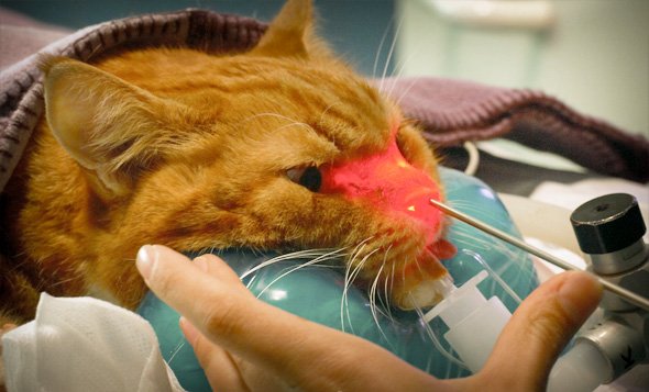 rinoscopia veterinaria e gatos